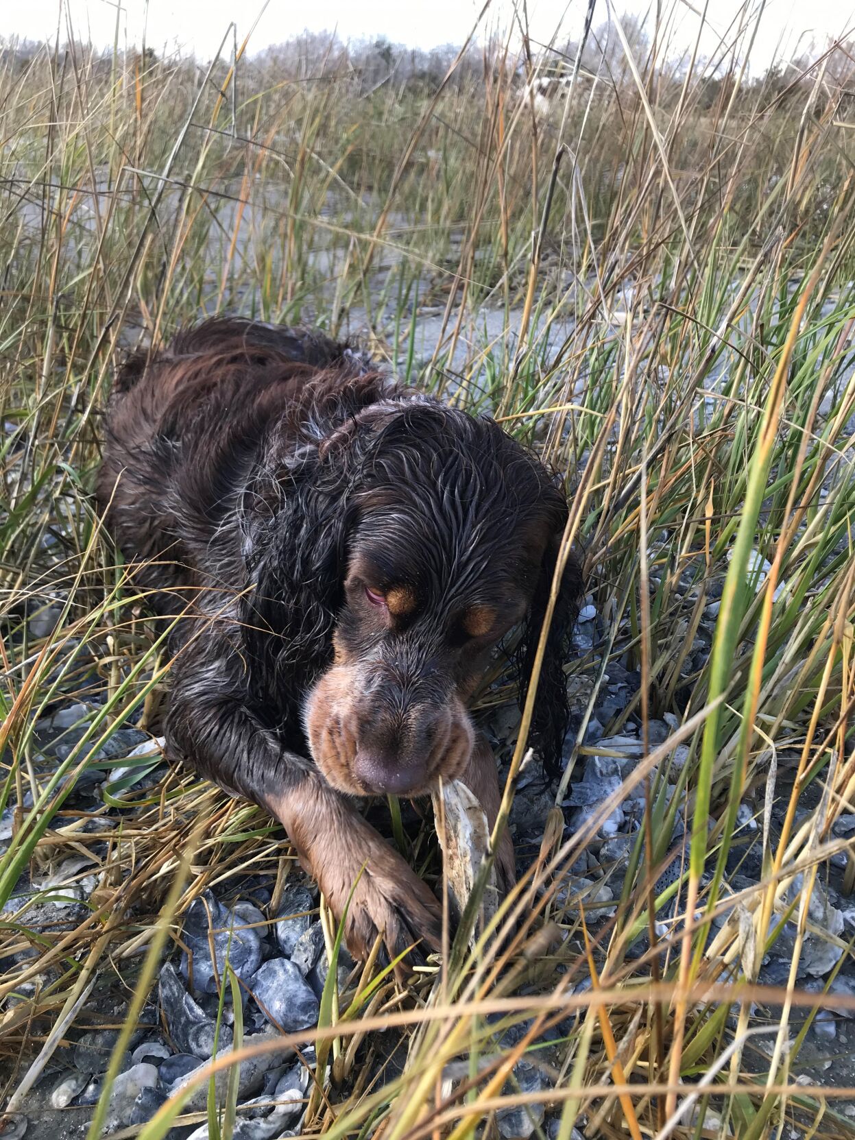 Holly, enjoying an oyster shell at the shoreline of the Charleston Harbor